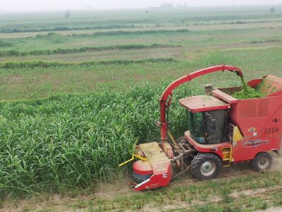 Senrui Zhenghe Máy thu hoạch thức ăn gia súc xanh lớn Hà Bắc Dadan Thu hoạch lúa miến