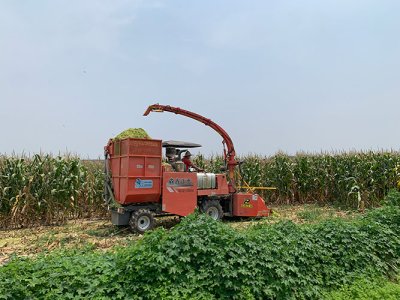 Máy thu hoạch thức ăn gia súc xanh loại 4QZ-2000 thu hoạch ngô ở huyện Dadan của tỉnh Hà Bắc